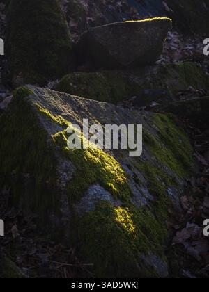 Des couvertures de mousse vert clair vif recouvrent les surfaces rocheuses dans une forêt sereine de Gothenburg. La lumière du soleil tôt le matin améliore les couleurs et les textures éclatantes du Banque D'Images