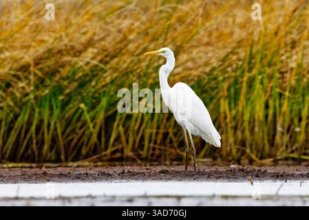 Grande aigrette (Ardea alba) debout dans les zones humides en automne. Banque D'Images