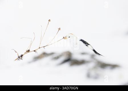 Guirlande de neige (Plectrophenax nivalis) se nourrissant de graines de plantes sauvages dans la neige au début du printemps. Banque D'Images