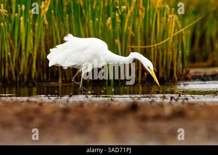Grande aigrette (Ardea alba) à la recherche de nourriture dans les zones humides en automne. Banque D'Images