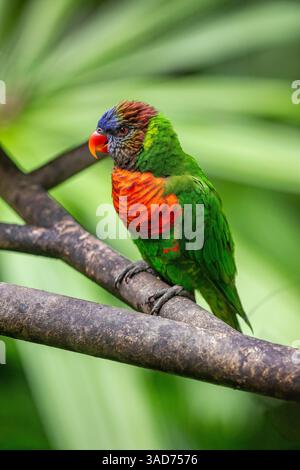 Les Lorikeets de noix de coco (Trichoglossus haematodus) sont des perroquets de la famille des Psittaculidae. La facture est orange-rouge, et la tête bleu foncé s'estompe Banque D'Images