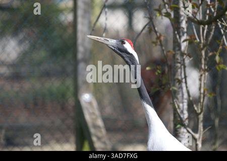 Grue couronnée rouge au zoo de Hanwell, West London, Royaume-Uni Banque D'Images