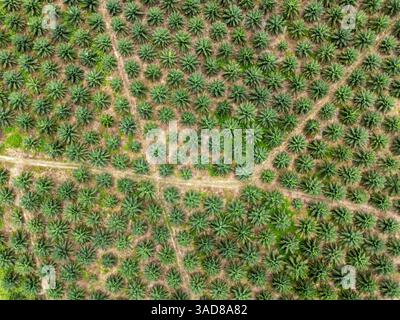 Vue aérienne de la plantation de palmiers à Kudat Sabah Bornéo Banque D'Images