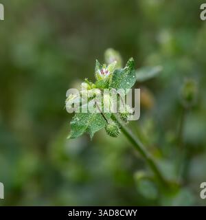 Photo macro d'une minuscule fleur sauvage rose et blanche émergeant d'une herbe verte poilue avec des feuilles et des bourgeons saupoudrés de pollen dans la lumière naturelle du champ. Banque D'Images