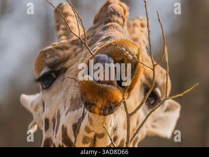 Gros plan de brindilles mangeuses de girafe avec langue recourbée dans diverses expressions sous la lumière du jour douce Banque D'Images
