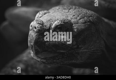 Portrait en gros plan d'une vieille tortue avec une coquille altérée et un œil profond dans des tons de gris Banque D'Images