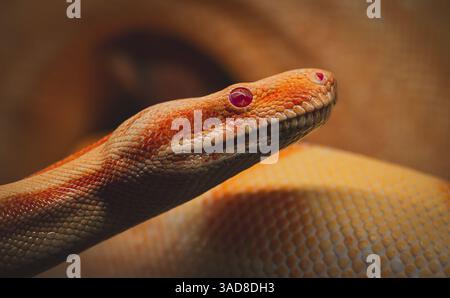 Gros plan de python albinos avec des yeux roses et une peau lisse et pâle dans un boîtier aux tons chauds Banque D'Images