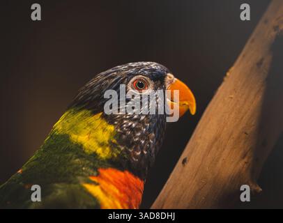 Lorikeet arc-en-ciel perché sur branche dans une lumière de studio avec des plumes vibrantes et un look curieux Banque D'Images