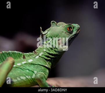 Lézard vert basilic debout en alerte à l'intérieur de l'habitat du terrarium tropical Banque D'Images