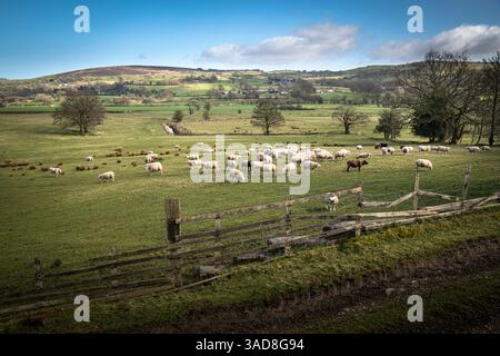 Une image de paysage HDR printanière d'un troupeau de moutons dans un champ près de Foulridge dans le Lancashire, en Angleterre. 30 mars 2025 Banque D'Images