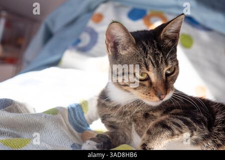 Adorable chat regardant alerte, allongé sur un lit Banque D'Images