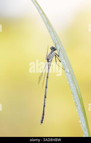 Emerald Willow Willow Spreadwing demoiselle ou de l'Ouest (Lestes viridis), homme, Rhénanie du Nord-Westphalie, Allemagne Banque D'Images