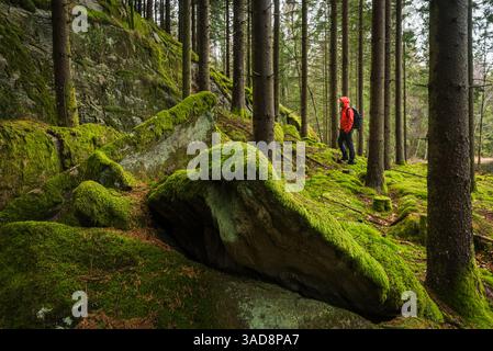 Un randonneur navigue dans une forêt verdoyante à Molnlycke, Västra Götaland, Suède. Les arbres imposants et les rochers couverts de mousse créent un atmos serein Banque D'Images