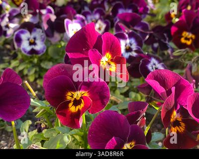 fleurs de pansies sur un parterre de fleurs, fleurs en gros plan Banque D'Images