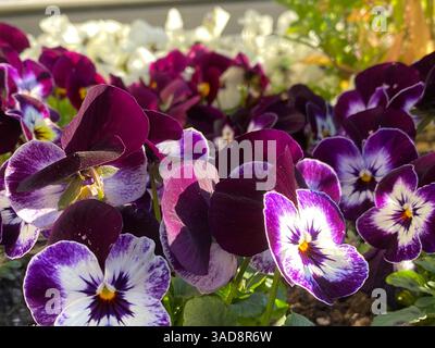 pansies de différentes couleurs, fleurs printanières, pansies jaunes blanches violettes Banque D'Images