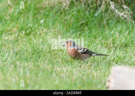Fringilla coelebs aka Common Chaffinch perché sur le sol. Oiseau commun en république tchèque. Recherche de nourriture. Banque D'Images