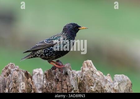Sturnus vulgaris alias étourneaux européens. Oiseau commun perché sur le tronc de l'arbre. Printemps dans la nature de la république tchèque. Isolé sur fond flou. Banque D'Images