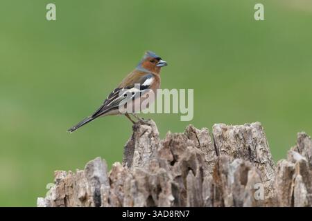 Fringilla coelebs aka Common Chaffinch perché sur le tronc de l'arbre. Oiseau commun en république tchèque. Isolé sur fond vert flou. Banque D'Images