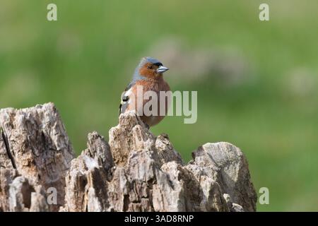 Fringilla coelebs aka Common Chaffinch perché sur le tronc de l'arbre. Oiseau commun en république tchèque. Isolé sur fond vert flou. Banque D'Images