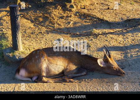 Nara, Japon - sept. 26 2024, Une vue rapprochée d'un cerf de forêt dormant sur le sol, dans le parc de Nara, sans gens, le soir, Nara, Japon Banque D'Images