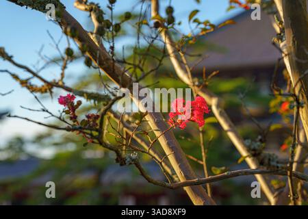 Nara, Japon - septembre 26 2024, vue rapprochée des branches d'un arbre avec de petites fleurs rouges, avec la façade floue du temple Todaiji dans l'arrière-grou Banque D'Images