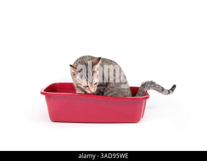 Chaton isolé dans une litière. Curieuse chatte dans les toilettes de chat rouge sentant ou enquêtant. Formation à la toilette ou formation à la litière. 13 semaines, femme s Banque D'Images