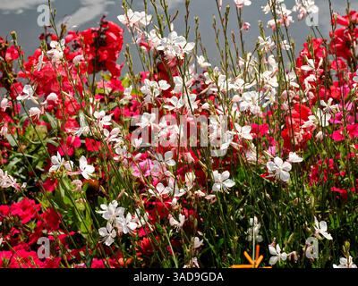 Parterre de fleurs multicolore avec lindheimeri Gaura blanc dans un jardin Banque D'Images