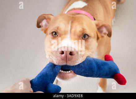 Chien heureux jouant remorqueur de guerre avec jouet et propriétaire. Grand chien tirant sur le jouet long tenu par la main de la femme. Vue en grand angle. 2 ans, Boxer Pitbull, Fawn wh Banque D'Images