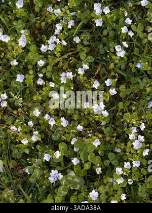 Cette image montre une dense parcelle de végétation sauvage, y compris de petites fleurs blanc violet et des feuilles de trèfle réparties sur l'herbe verte. La capture de scène Banque D'Images