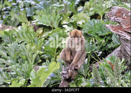 Macaque barbare (macaca) sylvana, singe assis sur un tronc d'arbre entouré d'une végétation luxuriante, Algeciras, Gibraltar, côte sud de l'Espagne, Europe Banque D'Images