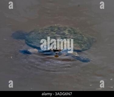 23 mars 2011 - Limpopo, Afrique du Sud - Une tortue articulée de Speke (Kinixys spekii) dans le parc national Kruger. Réserve faunique phare d'Afrique du Sud, Kruger couvre 19 485 km2 (7 523 miles carrés) et abrite une diversité impressionnante de flore, de faune, d'oiseaux et de mammifères. (Crédit image : © Arnold Drapkin/ZUMAPRESS.com) Banque D'Images