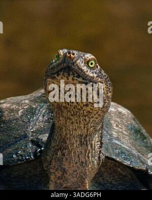 23 mars 2011 - Limpopo, Afrique du Sud - Une tortue articulée de Speke (Kinixys spekii) dans le parc national Kruger. Réserve faunique phare d'Afrique du Sud, Kruger couvre 19 485 km2 (7 523 miles carrés) et abrite une diversité impressionnante de flore, de faune, d'oiseaux et de mammifères. (Crédit image : © Arnold Drapkin/ZUMAPRESS.com) Banque D'Images