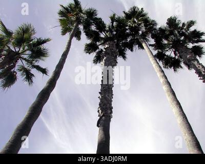 30 novembre 2003 ; San Diego, Californie, États-Unis ; des palmiers bordent les rues de San Diego. . (Image de crédit : Marianna Day Massey/ZUMAPRESS.com) Banque D'Images