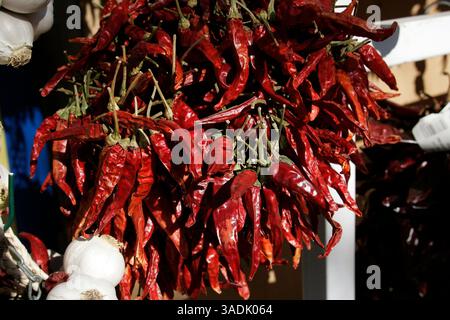 17 février 2008 - Heviz, Hongrie - grappes de poivrons rouges séchés exposées à Heviz, Hongrie. Le paprika est une épice issue du broyage de poivrons rouges sucrés séchés et est utilisé comme ingrédient dans une grande variété de plats à travers le monde (crédit image : NorthFoto/ZUMAPRESS.com) Banque D'Images