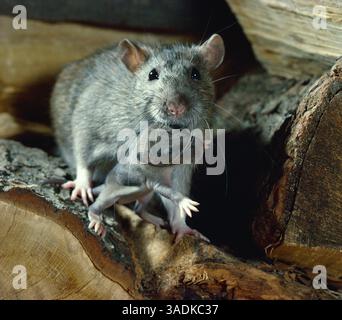 Rattus norvegicus femelle de RAT BRUN portant des jeunes dans la bouche (crédit image : Evolve/Photoshot/ZUMAPRESS.com) Banque D'Images