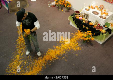 01 nov. 2005 ; San Antonio, TX, États-Unis ; CARLOS MALDONADO saupoudre des pétales de souci sur le sol près des expositions d'autels, en préparation pour Dia de Los Muertos au Centro Cultural Aztlan à San Antonio, Texas, le mardi 1er novembre 2005. (Crédit image : Rumbo/ZUMAPRESS.com) Banque D'Images