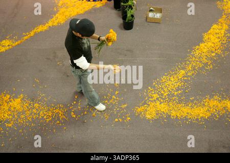 01 nov. 2005 ; San Antonio, TX, États-Unis ; CARLOS MALDONADO saupoudre des pétales de souci sur le sol près des expositions d'autels, en préparation pour Dia de Los Muertos au Centro Cultural Aztlan à San Antonio, Texas, le mardi 1er novembre 2005. (Crédit image : Rumbo/ZUMAPRESS.com) Banque D'Images