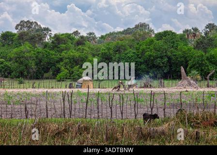 delta de l'okavango, cabane dans le village agricole de subsistance sur le terrain Banque D'Images