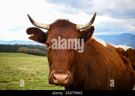 Vache brune broutant paisiblement dans une prairie verdoyante vibrante avec un ciel nuageux et des montagnes lointaines en toile de fond. Banque D'Images