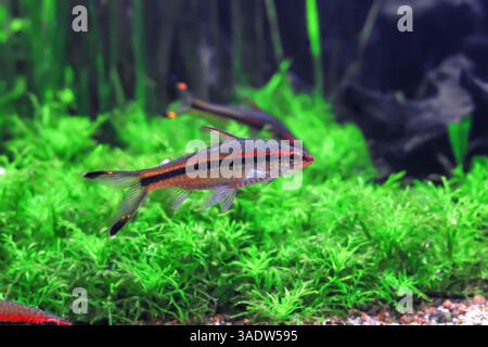 Poisson barbillon de Denison avec rayures nageant dans l'aquarium, vue latérale. Dawkinsia denisonii (Miss Kerala, barbe de torpille rouge, requin roseline) dans un réservoir à poissons Banque D'Images