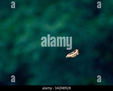 30 septembre 1998 ; Sarapiqui, COSTA RICA ; exclusif ! Appelez pour connaître le prix ! Allemagne DEHORS ! Morpho Cypris volant au-dessus d'un cours de rivière. Célèbre pour ses bandes supérieures bleues chromées et ses ailes ventrales jaunes translucides. Vole le long des cours de rivière, ou haut au-dessus des forêts tropicales, rarement vu sur le sol.. (Crédit image : Russell Gordon/ZUMAPRESS.com) Banque D'Images