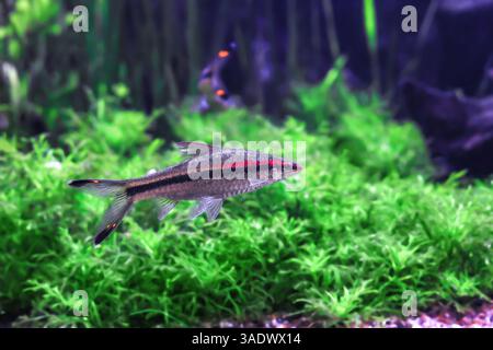 Poisson barbillon de Denison avec rayures nageant dans l'aquarium, vue latérale. Dawkinsia denisonii (Miss Kerala, barbe de torpille rouge, ou requin roseline) nage Banque D'Images