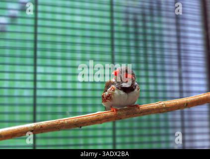 Sunda Zebra finch petit oiseau assis sur le perchoir en cage. Taeniopygia guttata petit oiseau gris perché dans une cage à oiseaux. Mignon pinsons gris avec bec orange pe Banque D'Images