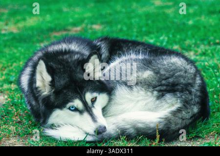Husky sibérien couché sur le jardin. Adorable jeune animal domestique se reposant et regardant vers le haut sur la cour. Chien de race pure mignon enroulé vers le haut et s'inquiéter en attendant o Banque D'Images
