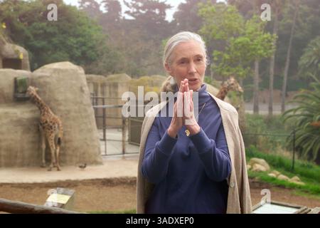 31 mai 2001 ; Santa Barbara, CA, États-Unis ; la primatologue JANE GOODALL discute de son programme environnemental et humanitaire Roots & Shoots pour les jeunes lors d’une visite au zoo de Santa Barbara. . (Crédit image : P.J. Heller/ZUMAPRESS.com) Banque D'Images