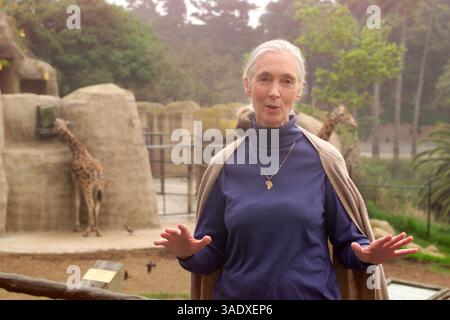 31 mai 2001 ; Santa Barbara, CA, États-Unis ; la primatologue JANE GOODALL discute de son programme environnemental et humanitaire Roots & Shoots pour les jeunes lors d’une visite au zoo de Santa Barbara. . (Crédit image : P.J. Heller/ZUMAPRESS.com) Banque D'Images