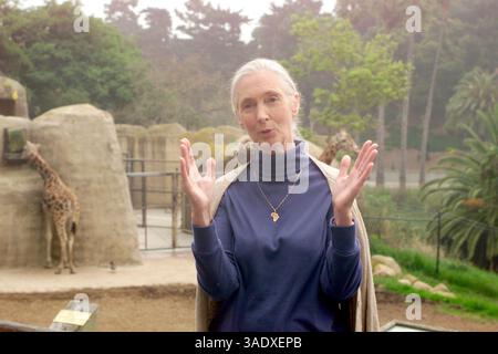 31 mai 2001 ; Santa Barbara, CA, États-Unis ; la primatologue JANE GOODALL discute de son programme environnemental et humanitaire Roots & Shoots pour les jeunes lors d’une visite au zoo de Santa Barbara. . (Crédit image : P.J. Heller/ZUMAPRESS.com) Banque D'Images