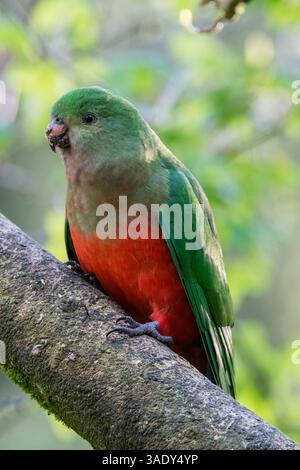 Perroquet roi australien, Alisterus scapularis, perché sur une branche d'arbre, Tarra Valley, Australie Banque D'Images