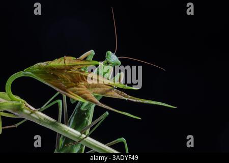 Plan macro d'une mante en prière verte camouflée dans un feuillage frais, sur fond noir à la lumière du studio. Banque D'Images