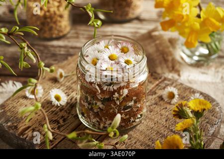 Préparation de sirop à base de plantes maison à partir de fleurs de marguerites communes au printemps Banque D'Images